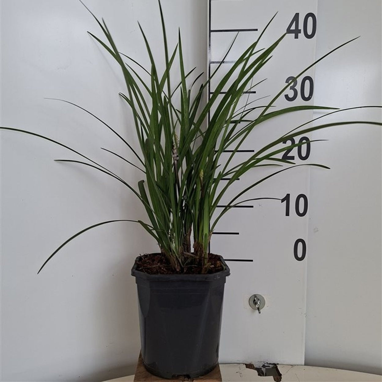 Liriop – Liriope muscari 'Ingwersen' - C2 25-30 CM